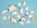Broken Quahog Shell: Small Pieces (lb) - 1080-B3 (Y3LRO)