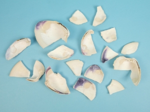 Broken Quahog Shell: Small Pieces (lb) 