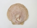 Scallop Shell: Large - 1083-LG (Y1MC01)