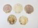 Scallop Shell: Large - 1083-LG (Y1MC01)