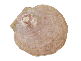 Scallop Shell: Large 