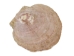 Scallop Shell: Large - 1083-LG (Y1MC01)