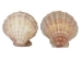 Lion Paw Scallop Shell: Natural Color - 1084-10 (Y3LRX)