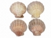 Lion Paw Scallop Shell: Natural Color - 1084-10 (Y3LRX)