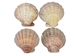 Lion Paw Scallop Shell: Natural Color - 1084-10 (Y2D)