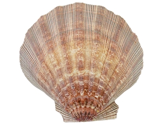 Lion Paw Scallop Shell: Natural Color 