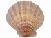 Lion Paw Scallop Shell: Natural Color - 1084-10 (Y3LRX)
