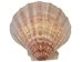 Lion Paw Scallop Shell: Natural Color - 1084-10 (Y2D)