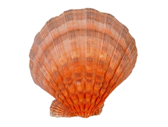 Lion Paw Scallop Shell: Orange 