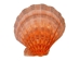 Lion Paw Scallop Shell: Orange - 1084-20 (B6)