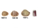 Cameo Shell: 5" to 6" - 1087-M (Y1G)