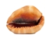 Cameo Shell: 5" to 6" - 1087-M (Y1G)