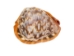 Cameo Shell: 5" to 6" - 1087-M (Y1G)