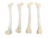 Coyote Leg Bone: Femur - 1116-20 (Y2DC01)