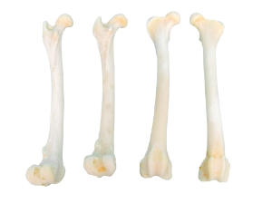 Coyote Leg Bone: Femur 
