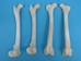 Coyote Leg Bone: Femur - 1116-20 (Y2F)