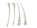 Coyote Leg Bone: Ulna - 1116-21 (Y2DC02)