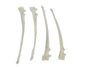 Coyote Leg Bone: Ulna 