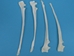 Coyote Leg Bone: Ulna - 1116-21 (Y2J)