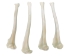 Coyote Leg Bone: Tibia - 1116-22 (Y2DC01)