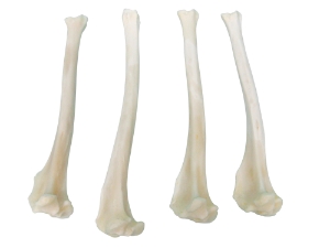 Coyote Leg Bone: Tibia 