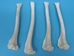 Coyote Leg Bone: Tibia - 1116-22 (Y2J)