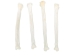Coyote Leg Bone: Radius - 1116-23 (Y2DC01)