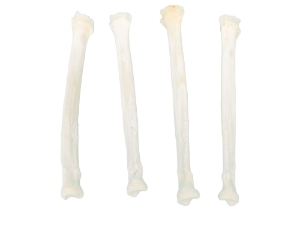 Coyote Leg Bone: Radius 