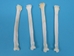 Coyote Leg Bone: Radius - 1116-23 (Y2J)