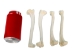 Coyote Leg Bone: Humerus - 1116-24 (Y2DC02)