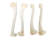Coyote Leg Bone: Humerus - 1116-24 (Y2DC02)