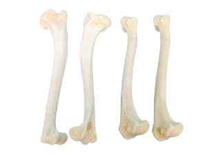 Coyote Leg Bone: Humerus 