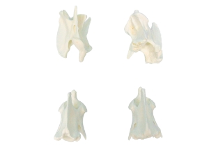 Coyote Vertebra 
