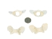 Coyote Vertebra: Butterfly - 1116-41 (Y2DC01)