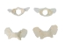 Coyote Vertebra: Butterfly - 1116-41 (Y2DC01)