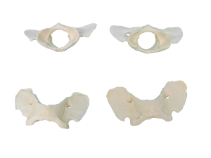 Coyote Vertebra: Butterfly 