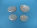 Haliotis Ovina Abalone Shell: 2-3" - 1118-23 (Y1LRN)
