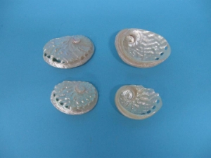 Haliotis Ovina Abalone Shell: 2-3" 