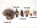 Shrunken Head: Large - 1134-L-AS (Y2PRK)
