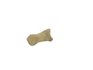 Deer Toe Knuckle Bone 