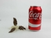 Tagua Nut Carving: Hummingbird (hanging) #2 - 1153-C295 (Y1ERG)