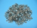 Green Limpet Shells (lb) - 1171-LB (Y3KRN)