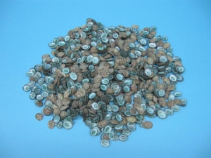 Green Limpet Shells (lb) 