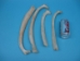 Cow Rib - 1172-10 (Y2PXX)
