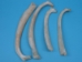 Cow Rib - 1172-10 (Y2PXX)
