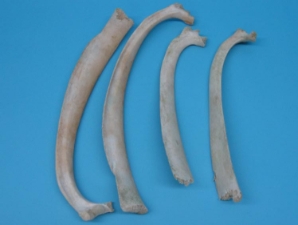 Cow Rib 