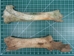 Cow Leg Bone - 1172-20 (Y2O)