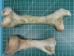 Cow Leg Bone - 1172-20 (Y2PRI)