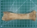 Cow Leg Bone - 1172-20 (Y2PRI)