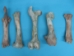 Cow Leg Bone - 1172-20 (Y2PRI)